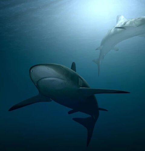 Нашествие акул в Египте приводит к закрытию пляжей курортов Хургады и Макади