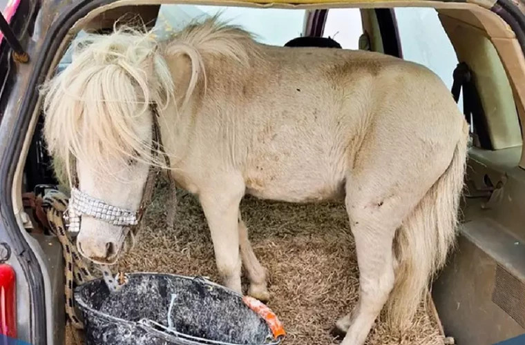 Полиция Германии остановила женщину с пони в багажнике её автомобиля