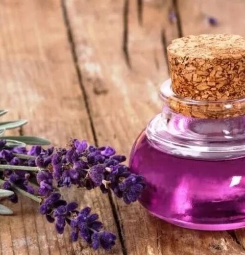 Применение и свойства масла лаванды: от головной боли до ухода за волосами