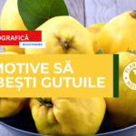 Пять причин обратить внимание на айву