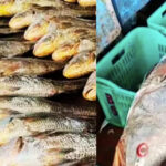 Редкая рыба принесла индийским рыбакам 450 тысяч рупий на рынке Даймон-Харбора