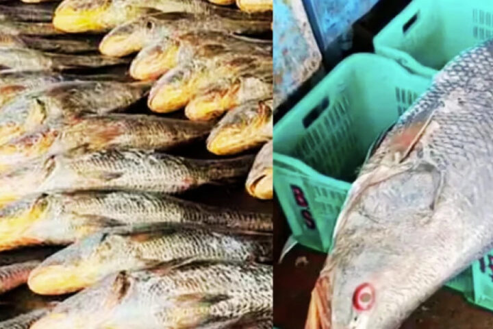 Редкая рыба принесла индийским рыбакам 450 тысяч рупий на рынке Даймон-Харбора