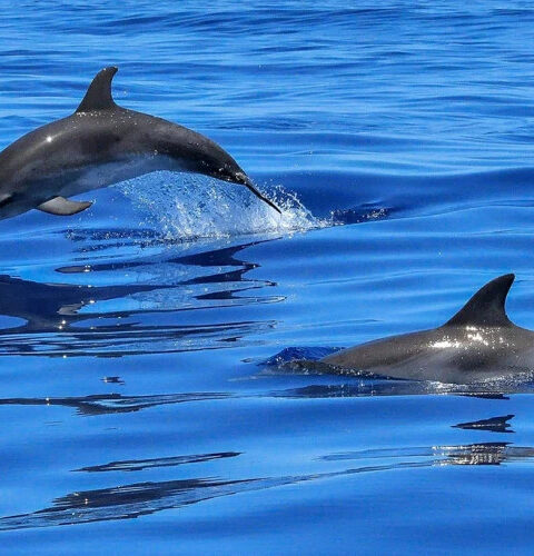 Самки дельфинов выбрали берег Азовского моря для рождения потомства