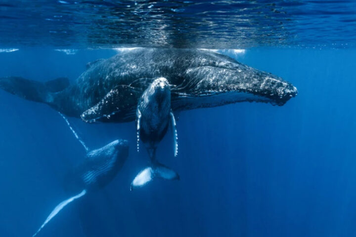 Столкновения горбатых китов с судами в Нью-Йорк Bight становятся всё более частыми