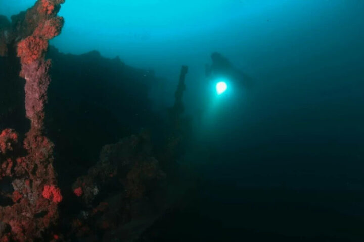 Ученые обнаружили три новых вида рыб-улиток в глубинах океана у Калифорнии