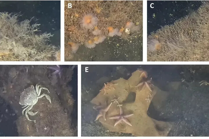 В Балтийском море обнаружены морские обитатели, живущие на затонувшем оружии Второй мировой войны