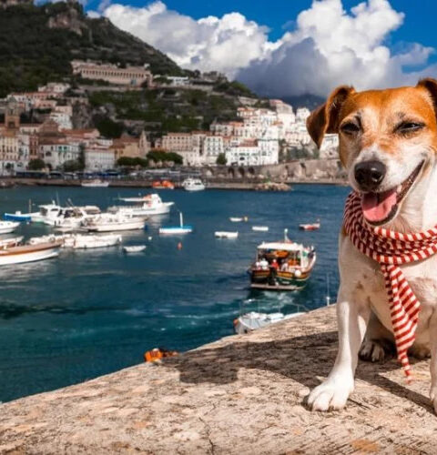 В Больцано предложили ввести туристический сбор на собак для отдыхающих