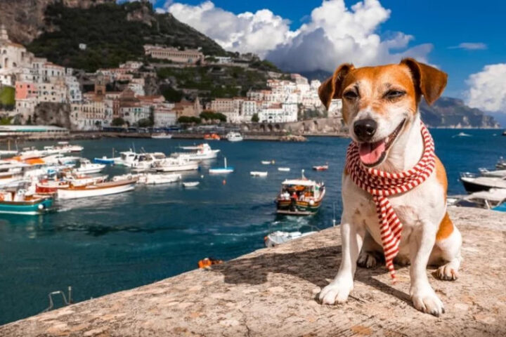 В Больцано предложили ввести туристический сбор на собак для отдыхающих