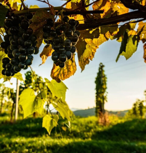 В Германии похищен урожай с двух виноградников на площади 8 000 квадратных метров