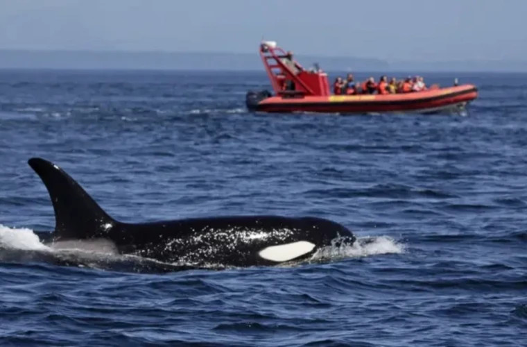 В Португалии косатки потопили 70 яхт с начала 2025 года