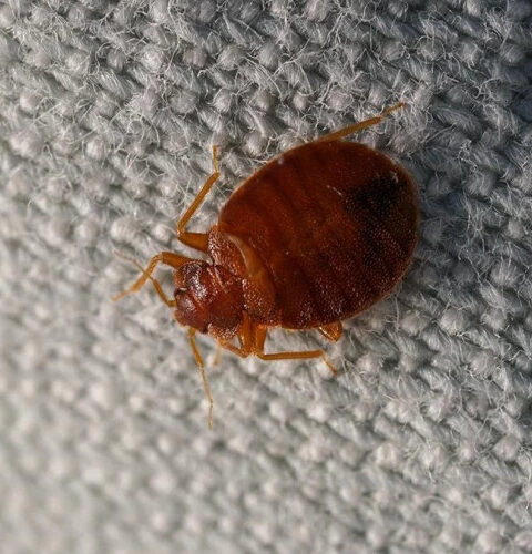 В США обнаружены триатомовые клопы, переносящие болезнь Шагаса, уже в 32 штатах