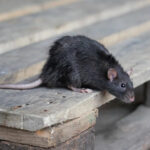 В Великобритании и США фиксируют рост численности крыс в мегаполисах