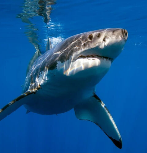 Восьмилетний мальчик госпитализирован в Майами после укуса акулы у побережья Флориды