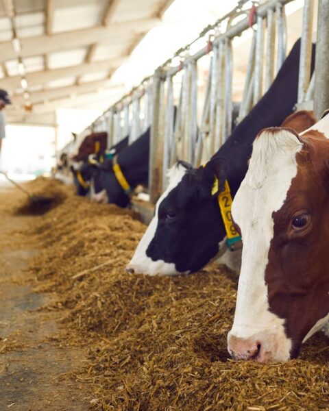 Фермеры Молдовы в животноводстве могут получить кредиты до 150 тысяч евро от IFAD