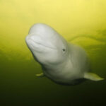 Канадский аквапарк Marineland угрожает эвтаназией 30 белух после отказа правительства в их отправке в Китай