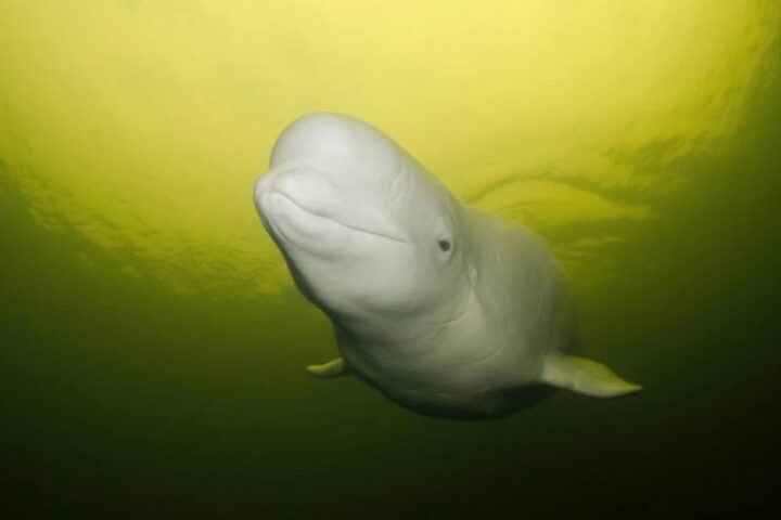 Канадский аквапарк Marineland угрожает эвтаназией 30 белух после отказа правительства в их отправке в Китай