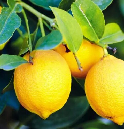 Лимон как средство лечения: четыре болезни, от которых он может помочь