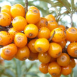 Польза облепихи для здоровья и её применение в медицине