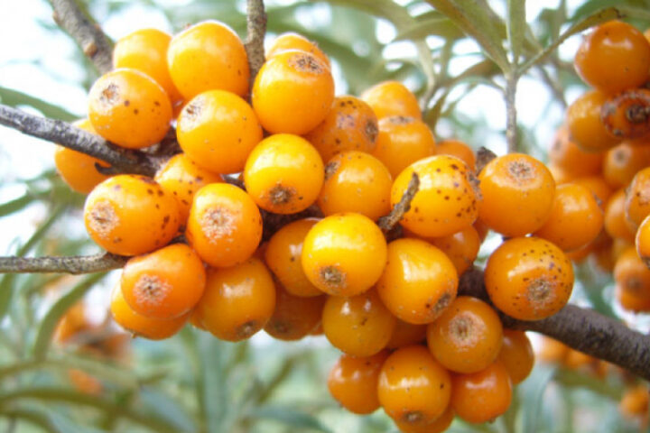 Польза облепихи для здоровья и её применение в медицине