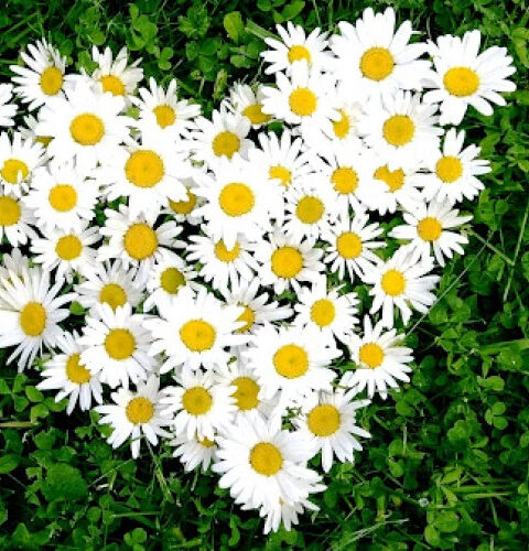 Польза ромашки для здоровья: от народной медицины до косметологии