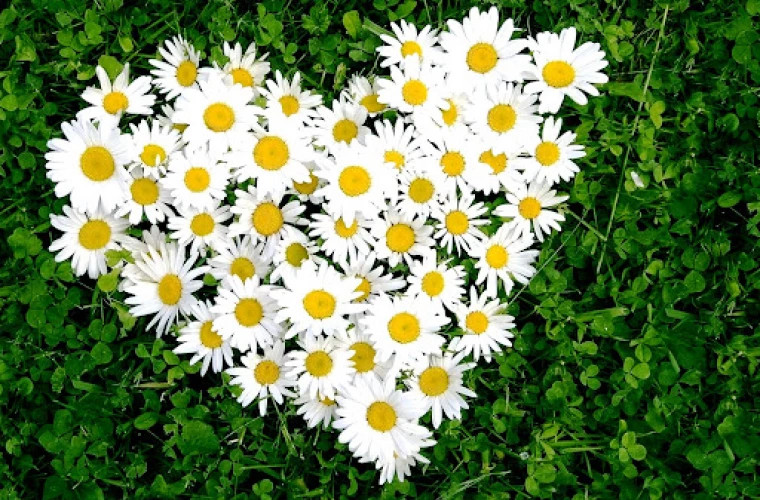 Польза ромашки для здоровья: от народной медицины до косметологии