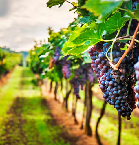 Португалия: ночной сбор винограда помогает сохранить качество из-за жары