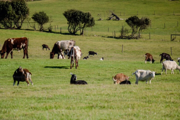 Повышение температуры к концу века угрожает выживанию сельскохозяйственных животных в условиях климатических изменений