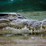 Река Фицрой в Австралии получила одобрение для соревнований на Олимпиаде 2032 года