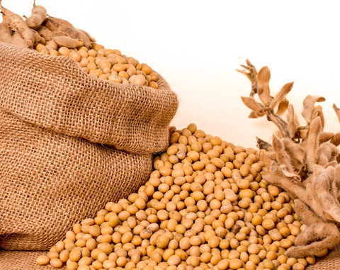 Румыния стабилизировала производство благодаря украинской сое