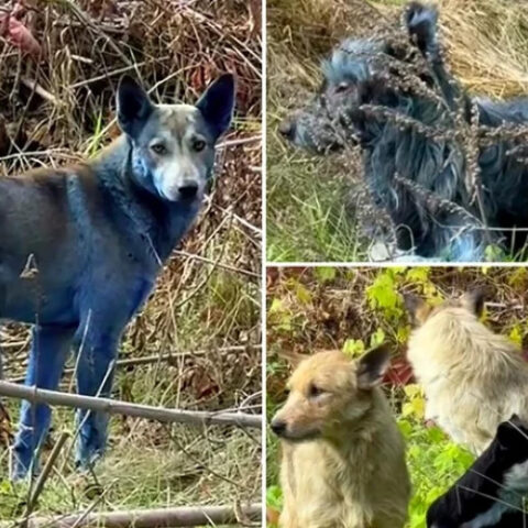 Собаки с синей шерстью замечены в Чернобыльской зоне отчуждения, волонтёры поднимают вопрос о причинах явления