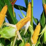 Украина усиливает продовольственную устойчивость ЕС