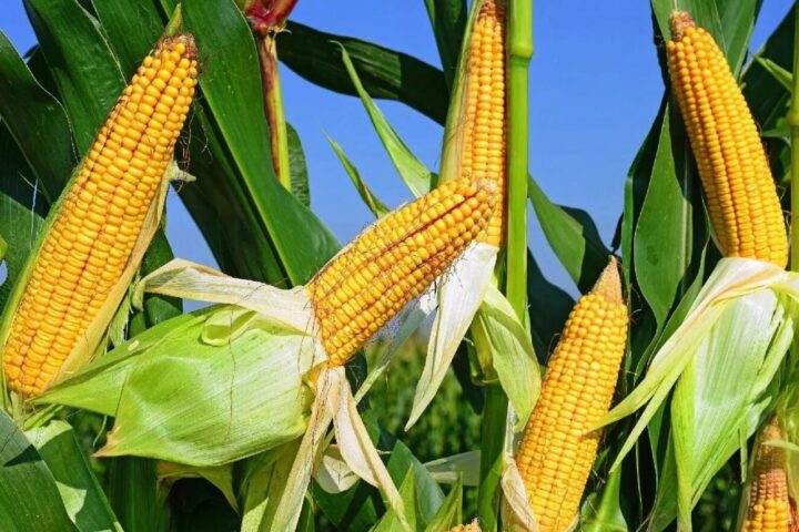 Украина усиливает продовольственную устойчивость ЕС