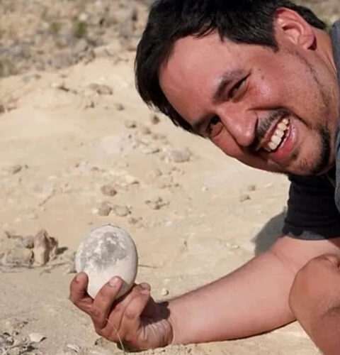 В Аргентине обнаружено сохранившееся яйцо динозавра возрастом 70 миллионов лет