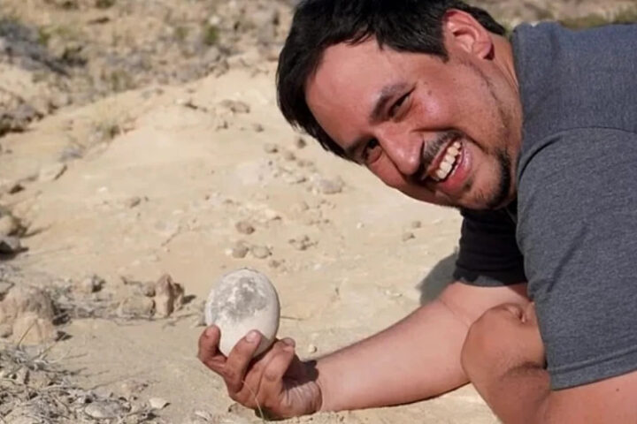 В Аргентине обнаружено сохранившееся яйцо динозавра возрастом 70 миллионов лет