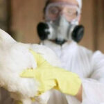 В Германии из-за птичьего гриппа уничтожено около 400 тысяч животных, убытки составляют миллионы евро