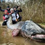 В Польше установлен новый мировой рекорд по ловле гигантского сома длиной 292 сантиметра