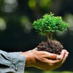 Всемирный банк одобрил грант в 7,9 млн долларов для восстановления экосистем Молдовы