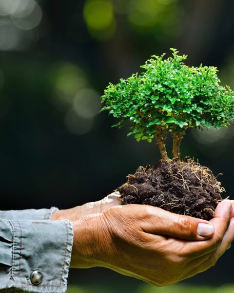 Всемирный банк одобрил грант в 7,9 млн долларов для восстановления экосистем Молдовы