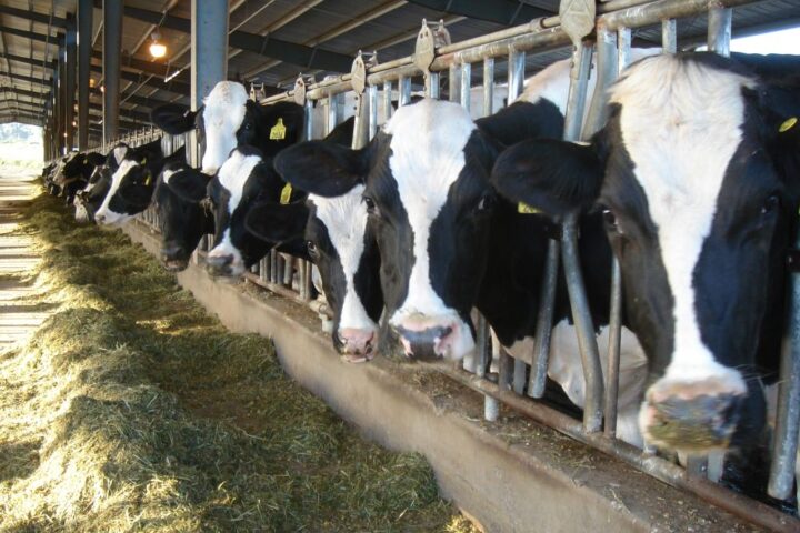 Животноводы Молдовы смогут подавать заявки на гранты для модернизации ферм с 20 октября 2025 года