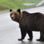 Аэропорт Ханамаки временно закрылся из-за медведя на взлётно-посадочной полосе