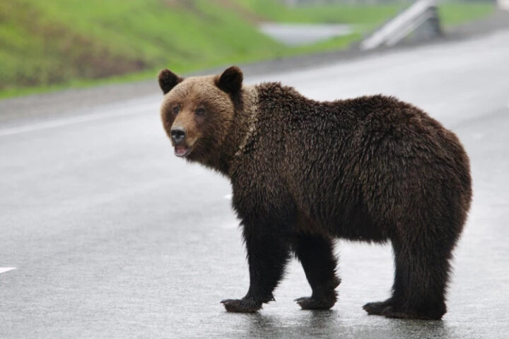 Аэропорт Ханамаки временно закрылся из-за медведя на взлётно-посадочной полосе