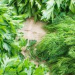 ANSA уничтожило 15 тонн укропа и петрушки из-за превышения норм пестицидов