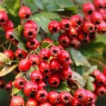 Боярышник: эффективный чай для снижения давления и улучшения сердечного здоровья