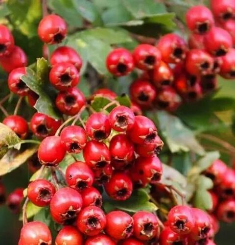 Боярышник: эффективный чай для снижения давления и улучшения сердечного здоровья