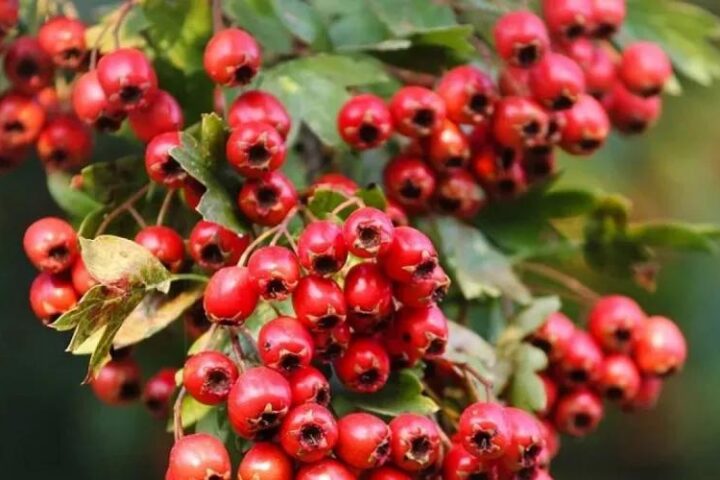 Боярышник: эффективный чай для снижения давления и улучшения сердечного здоровья