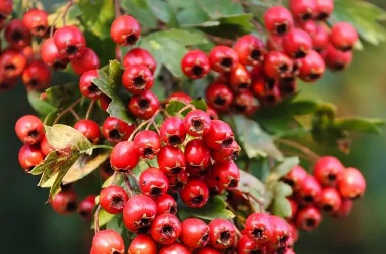 Боярышник: эффективный чай для снижения давления и улучшения сердечного здоровья