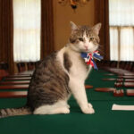 Документальный сериал о 18-летнем коте премьер-министра Великобритании раскроет любовь британцев к кошкам