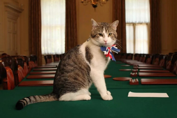 Документальный сериал о 18-летнем коте премьер-министра Великобритании раскроет любовь британцев к кошкам