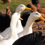 Испания с 10 ноября вводит ограничения на содержание домашней птицы из-за птичьего гриппа