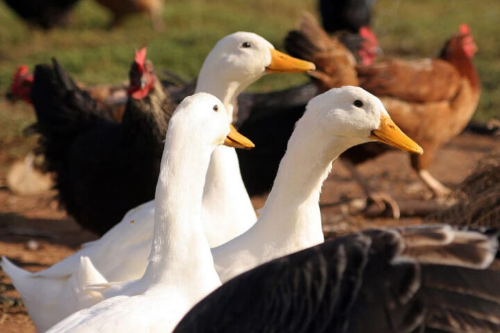 Испания с 10 ноября вводит ограничения на содержание домашней птицы из-за птичьего гриппа